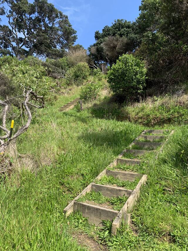 Park Point Headland Loop Walk Walk Waiheke